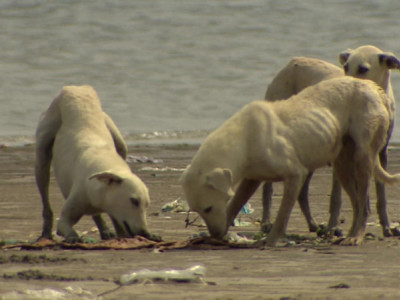 help feed the street animals and build homes for them.