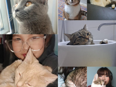 Help Me Keep My Rescued Cats Safe