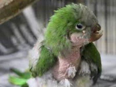 Help Heal a Wounded Parrot – Give Him a Second Chance at Life
